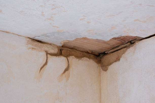 Best Mold removal after water damage  in Malakoff, TX